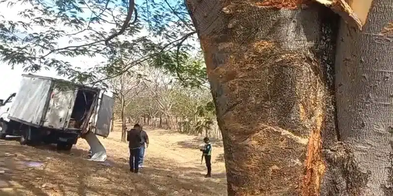 Conductor de camioncito se durmió al volante y terminó estrellándose en un árbol de Guanacaste