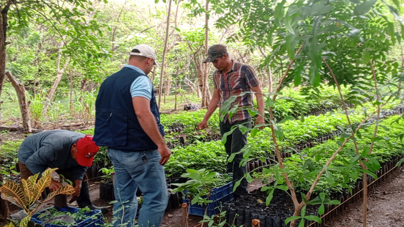 Vivero del Tecnológico Nacional de Juigalpa.