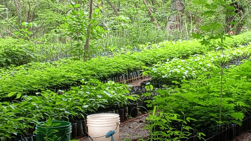 Vivero con plantas forrajeras y maderables.