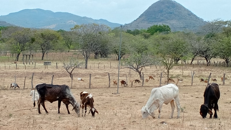 Ganado en las fincas de Chontales.