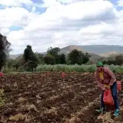 Ministerio Agropecuario (MAG): “Ya están las condiciones para que los agricultores inicien la siembra de primera”