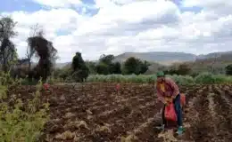 Ministerio Agropecuario (MAG): “Ya están las condiciones para que los agricultores inicien la siembra de primera”