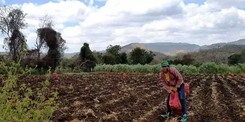 Ministerio Agropecuario (MAG): “Ya están las condiciones para que los agricultores inicien la siembra de primera”