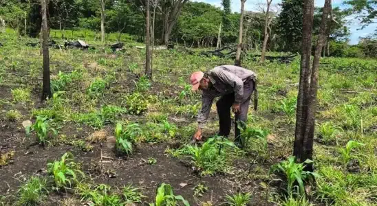 Agricultores tienen buenas expectativas del ciclo productivo 2025