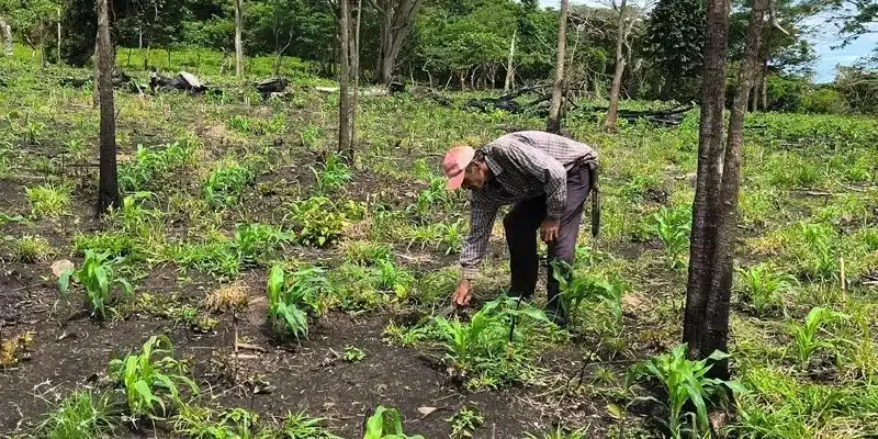 Agricultores tienen buenas expectativas del ciclo productivo 2025
