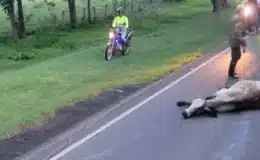 Accidente dejó 6 vacas muertas en la Panamericana Sur que conduce hacia Rivas