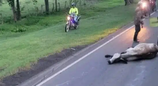 Accidente dejó 6 vacas muertas en la Panamericana Sur que conduce hacia Rivas