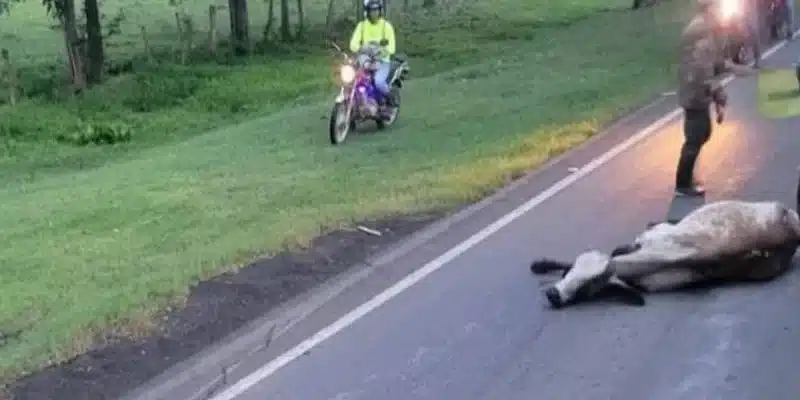Accidente dejó 6 vacas muertas en la Panamericana Sur que conduce hacia Rivas