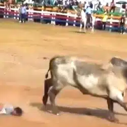 Grave está Manuel Serrano Morales, el improvisado que fue embestido por el toro Pájaro Loco en la barrera de Juigalpa