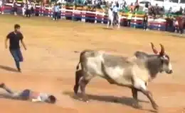Grave está Manuel Serrano Morales, el improvisado que fue embestido por el toro Pájaro Loco en la barrera de Juigalpa