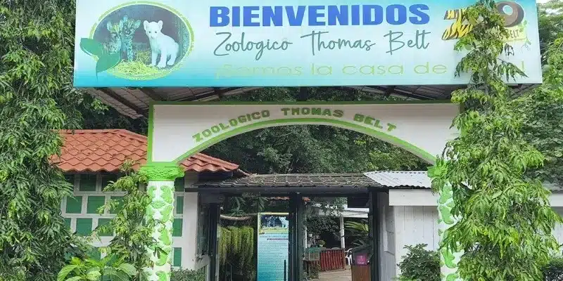 Turistas visitan el Zoológico Thomas Belt para contemplar los más de 300 ejemplares y el área boscosa