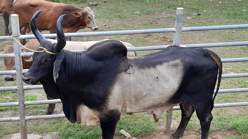 Toros que se jugaron en la barrera de Juigalpa. 