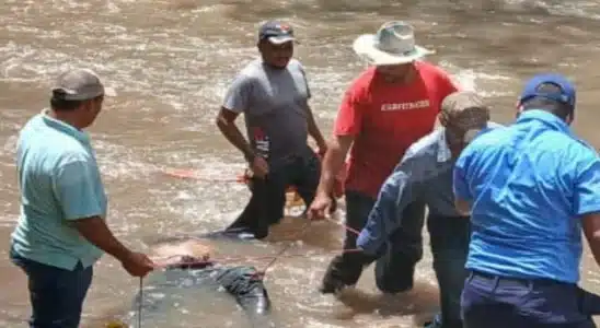 Rescatan el cuerpo sin vida de Juan Bautista, a quien las corrientes del rio El Zapote lo arrastraron la noche del martes