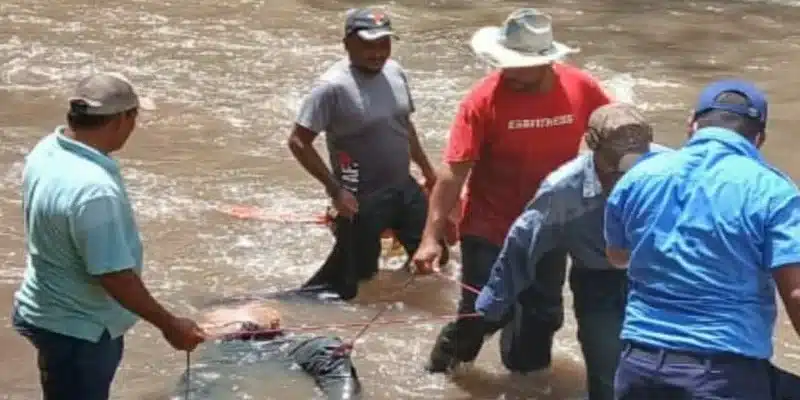 Rescatan el cuerpo sin vida de Juan Bautista, a quien las corrientes del rio El Zapote lo arrastraron la noche del martes