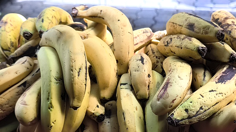 Ya se vende banano fresco a precio muy accesible.