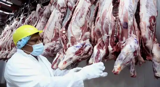 Producción de carne bovina registra millones de libras en Nicaragua