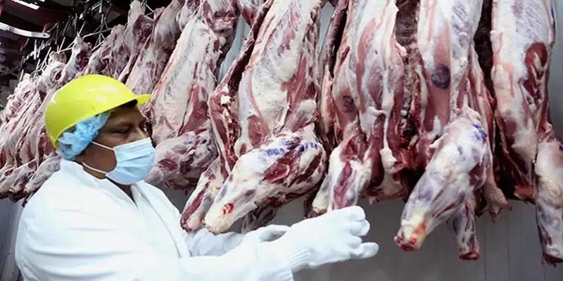 Producción de carne bovina registra millones de libras en Nicaragua