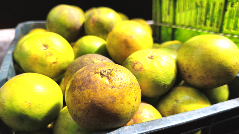 Naranja dulce ya están en el Mercado de Juigalpa