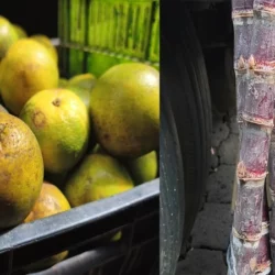 Productos de la purísima ya están llegando al Mercado Central de Juigalpa
