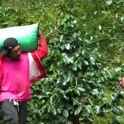 Inició en la region central el Plan de Protección a la Cosecha Cafetalera 2025-2026