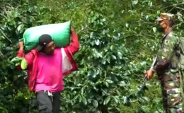 Inició en la region central el Plan de Protección a la Cosecha Cafetalera 2025-2026