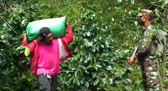 Inició en la region central el Plan de Protección a la Cosecha Cafetalera 2025-2026