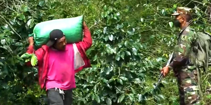 Inició en la region central el Plan de Protección a la Cosecha Cafetalera 2025-2026