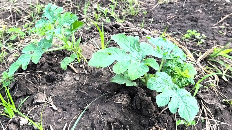 Cultivo de sandías en la comunidad de Piedras Grandes, jurisdicción de Juigalpa. 