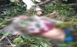 En Telpaneca una mujer murió luego que un árbol le cayó encima cuando cortaba café