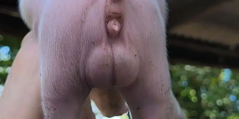 En una finca de Morrito nació cerdita hermafrodita