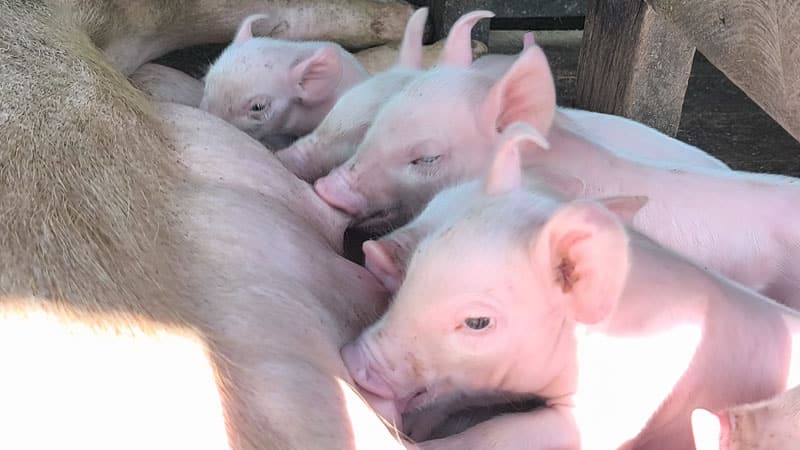 La cerda amantando sus crías, incluida la cerdita hermafrodita.  