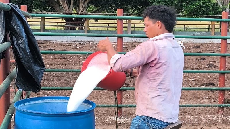 Precio del galón de leche es de 95 córdobas, puesto en casa. 