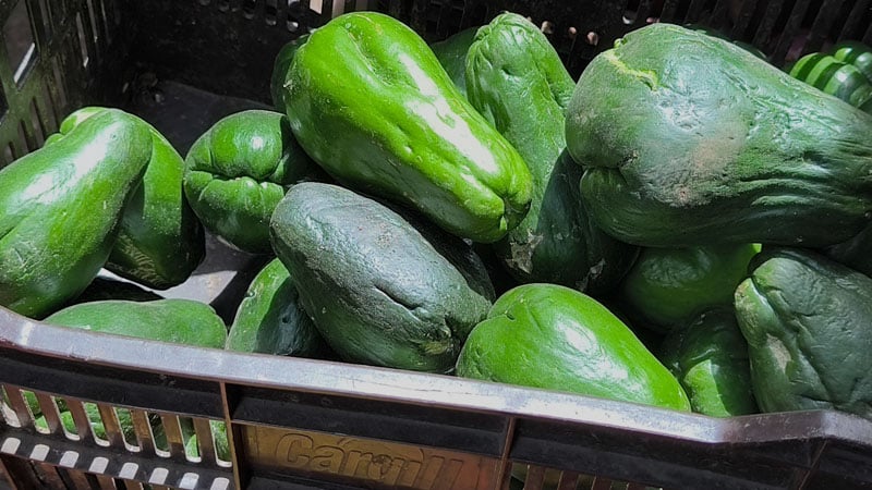 El chayote tiene un precio de 20 a 15 córdobas. 