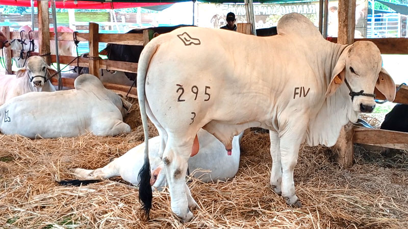 Exposición de las mejores ganaderías del país.