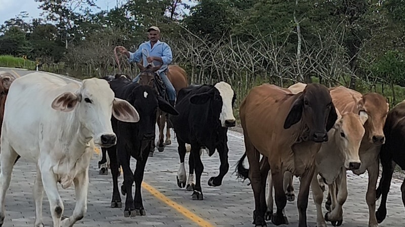 Ganado de Chontales-Foto Punto Noticioso.