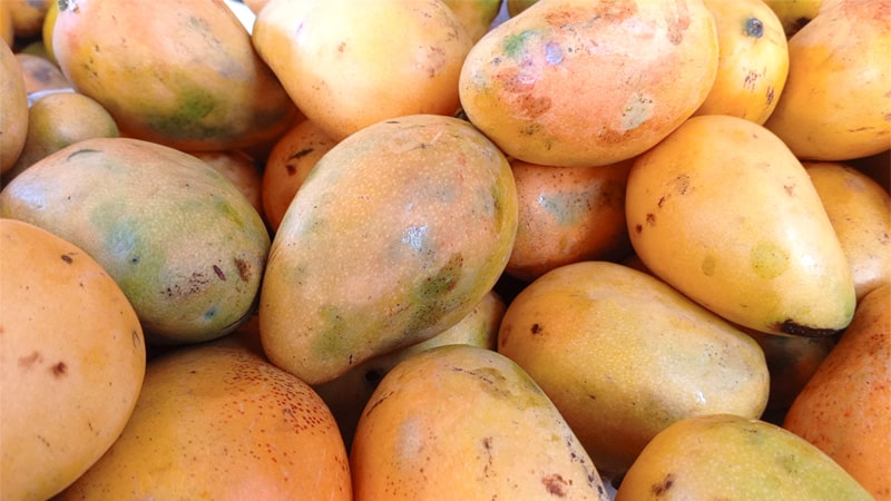 La docena de mangos tiene precios diferenciados.