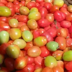 Bajó la libra de tomate en la primera semana de marzo y ahora se compra en 20 córdobas