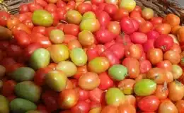 Bajó la libra de tomate en la primera semana de marzo y ahora se compra en 20 córdobas