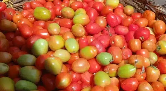 Bajó la libra de tomate en la primera semana de marzo y ahora se compra en 20 córdobas