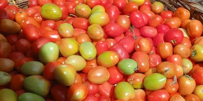 Bajó la libra de tomate en la primera semana de marzo y ahora se compra en 20 córdobas