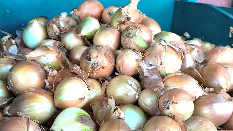 La cebolla incrementó su precio. 