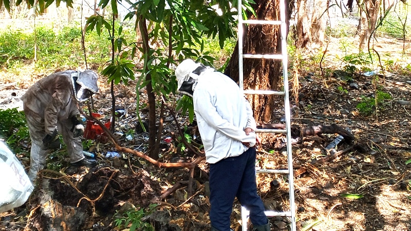 Bomberos extinguiendo el enjambre de abejas. 