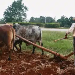 Agricultores de Chontales se alistan para el ciclo productivo 2026