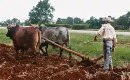 Agricultores de Chontales se alistan para el ciclo productivo 2026