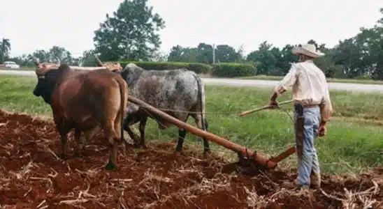 Agricultores de Chontales se alistan para el ciclo productivo 2026