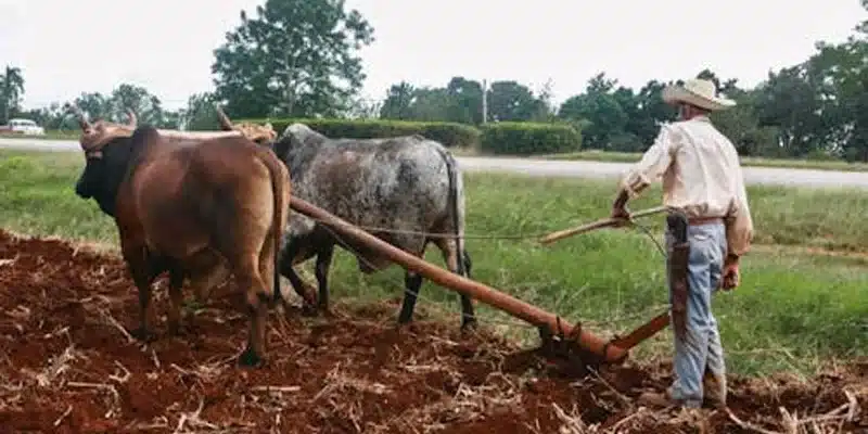 Agricultores de Chontales se alistan para el ciclo productivo 2026