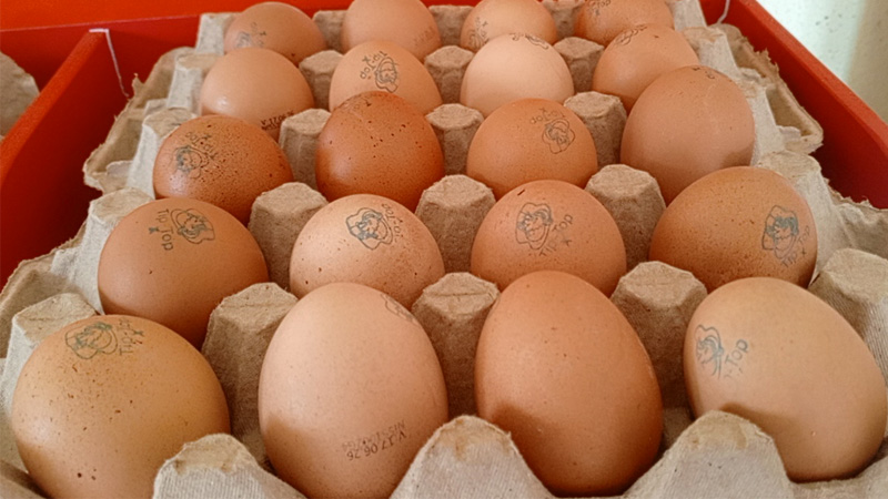 Cajilla con huevos de 20 unidades.