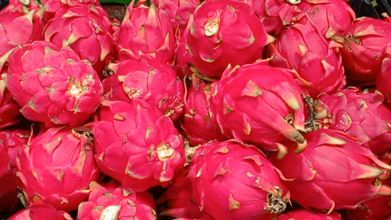 Hay buena cosecha de pitahaya-Fotos Punto Noticioso.
