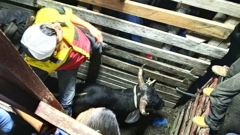Fiesta tradicional de La Palma finalizó con buen éxito