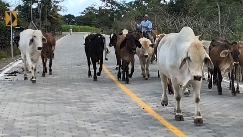 Autoridades de Cuapa multarán a dueños de vacas y caballos que deambulen por la red vial de ese municipio